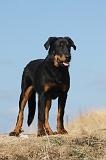 BEAUCERON - PUPPIES 218